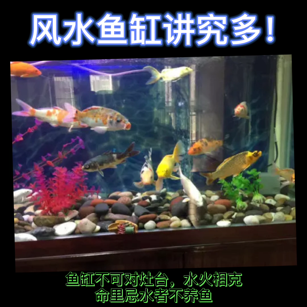 风水鱼缸讲究多!哔哩哔哩bilibili