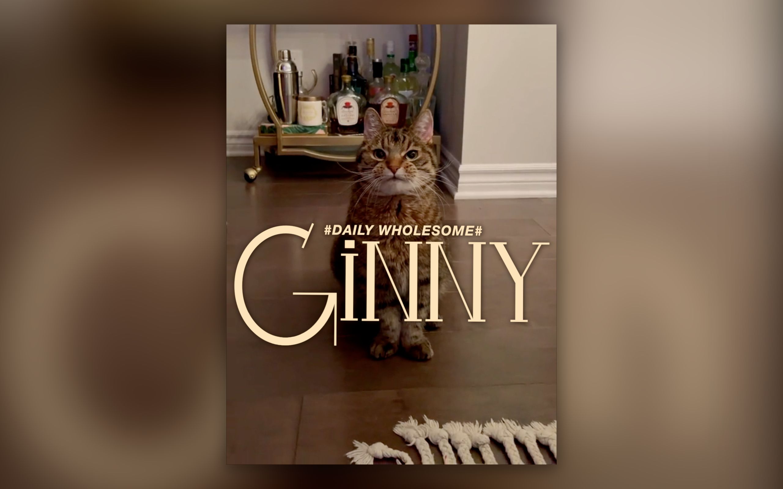 Ginny  要摸摸才会吃饭的猫猫哔哩哔哩bilibili