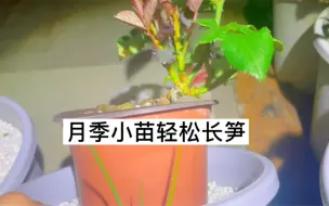 Télécharger la video: 如果你想让你的月季小苗轻松冒笋的话