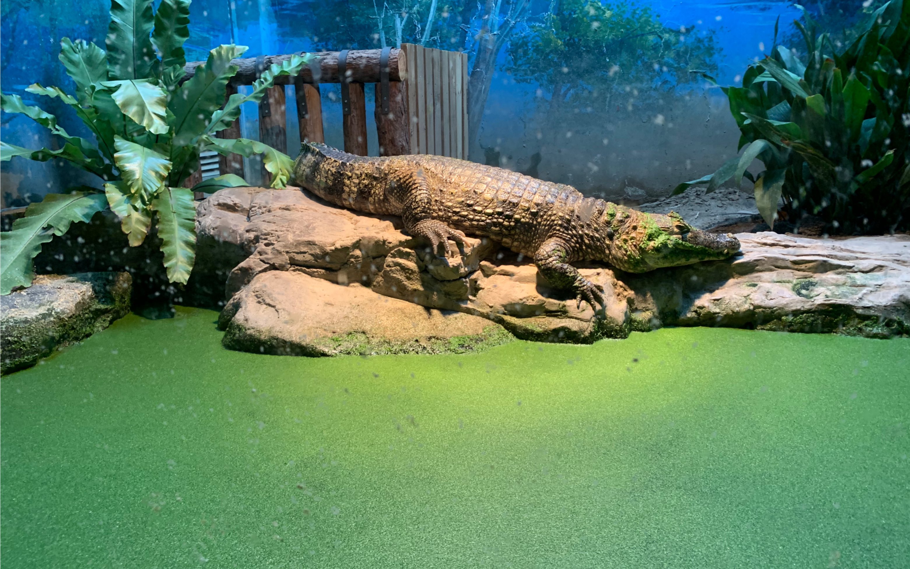 vlog逛一逛格外寂静的北京动物园看来动物比我还郁闷呢