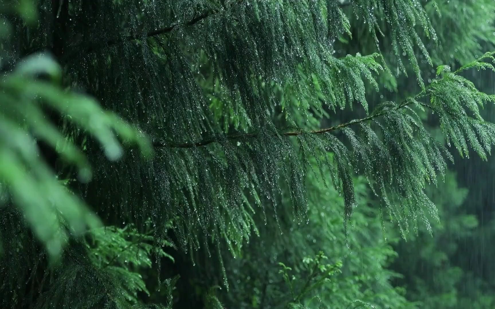 [图]2小时超级柔软的雨声?️最适合的睡觉的雨声 助眠雨声 大自然哄睡摇篮曲【白噪音】【减压】【助眠】【下雨声】【作业向】【学习向】