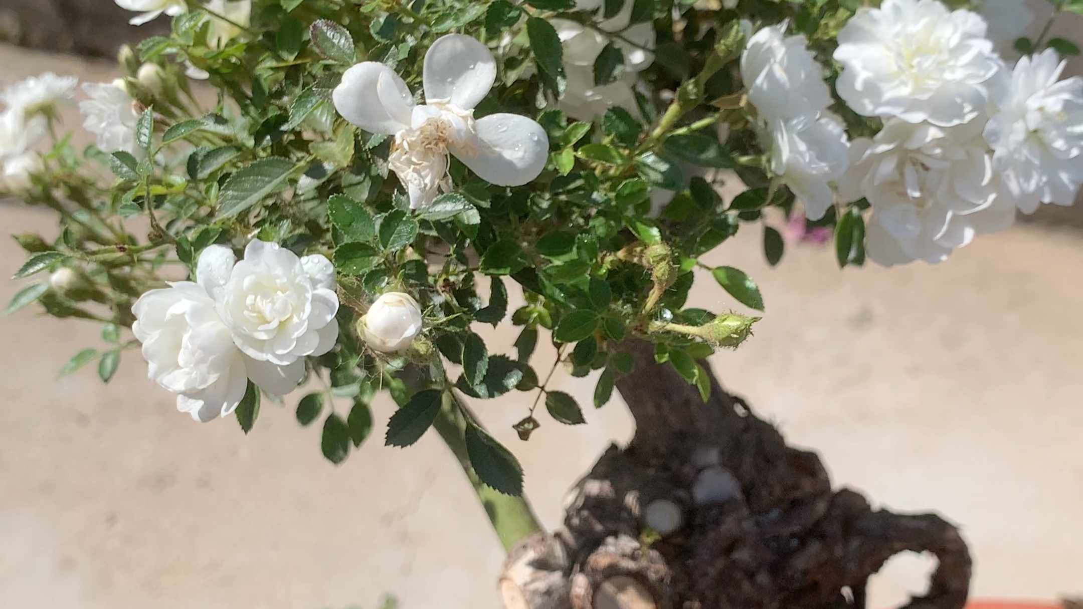 雪姬一款带香味而且非常好闻的微型盆景月季