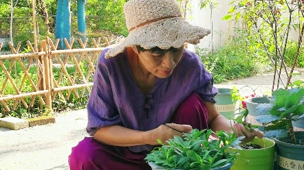 [图]割了一茬又一茬的养心菜，随手撒在了花盆里，出苗很快，长得很好。