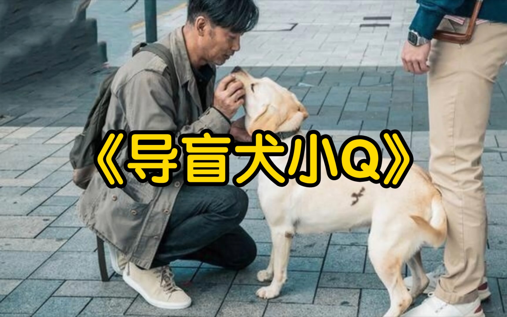 导盲犬小Q:让人感动的动物友情哔哩哔哩bilibili