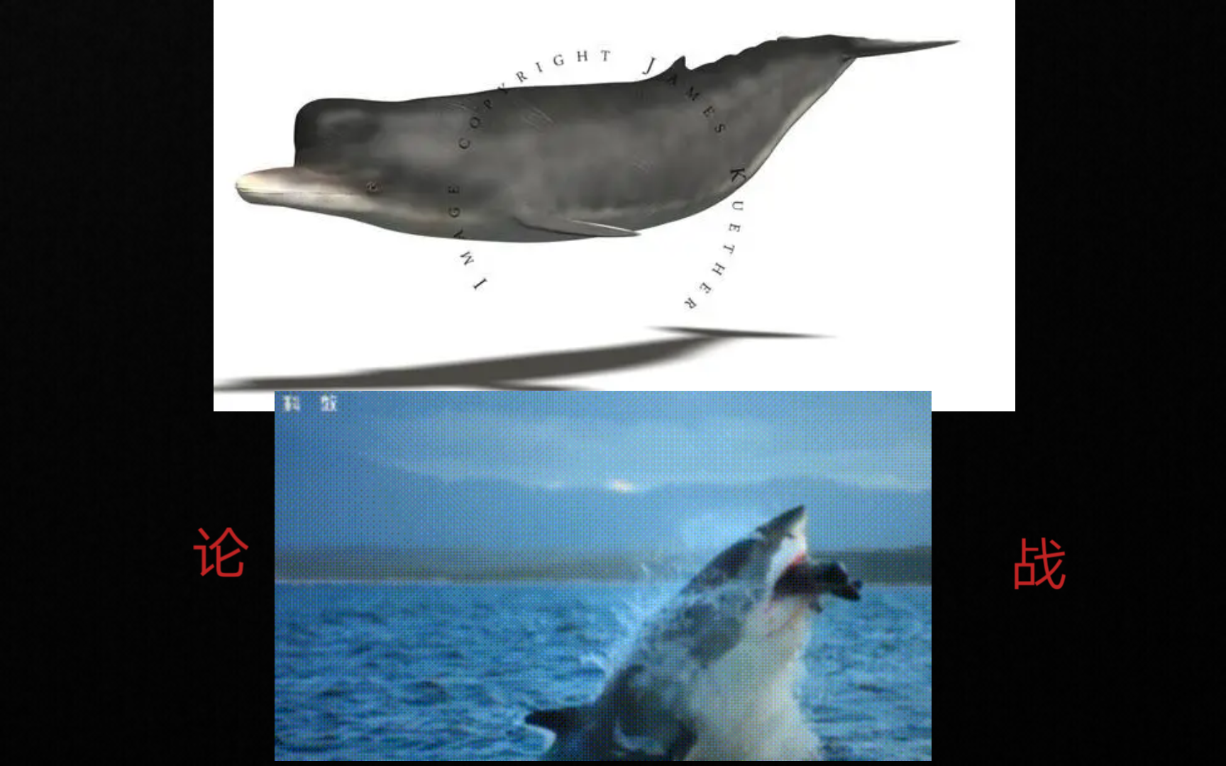 极限大白鲨vs7m颧突抹香鲸