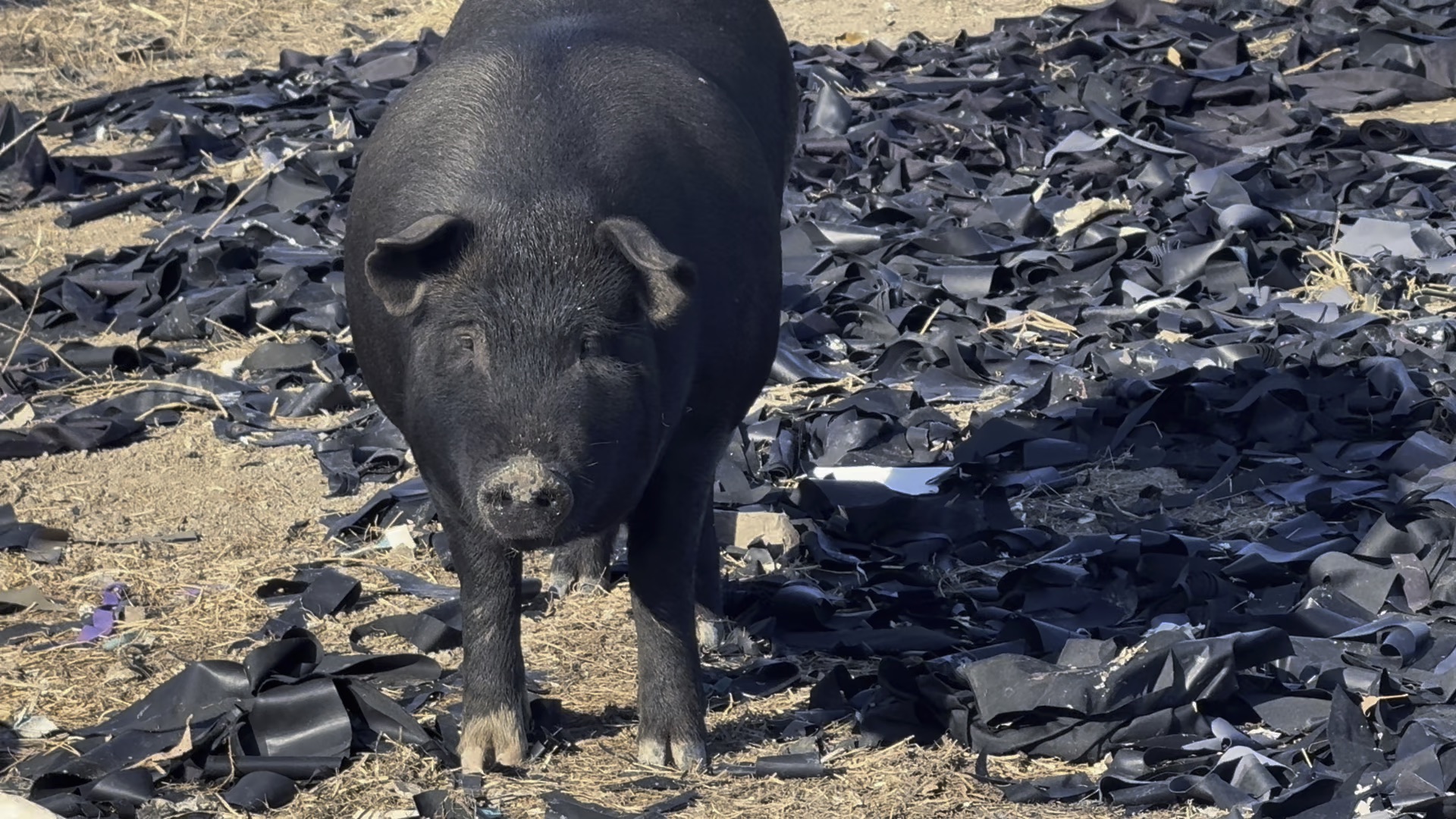 猪鼻子太可爱啦!