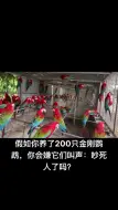 Download Video: 假如你养了200只金刚鹦鹉，你会嫌它们的叫声：吵死人了吗？