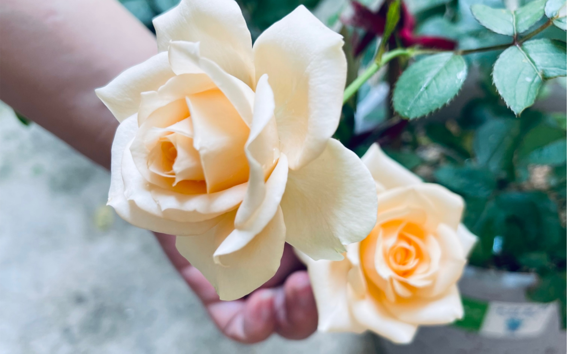 北阳台月季蜜桃雪山开得最漂亮的一次