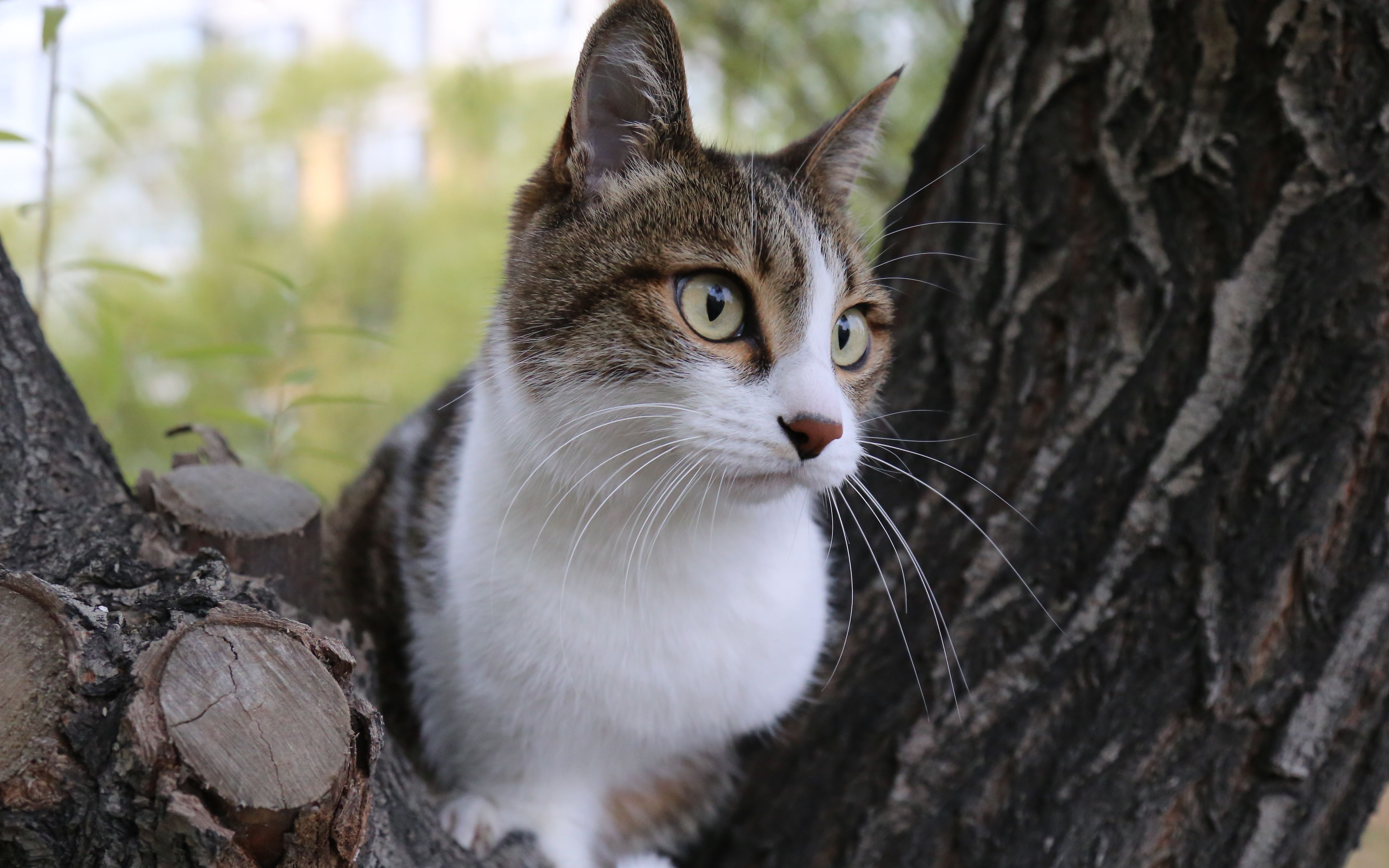 【丢小喵的日常】我们也是上过树的喵了!