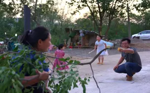 Скачать видео: 胖妹真霸气，女儿嘴馋冬枣，胖妹直接扛来一棵树，一家4口吃过瘾