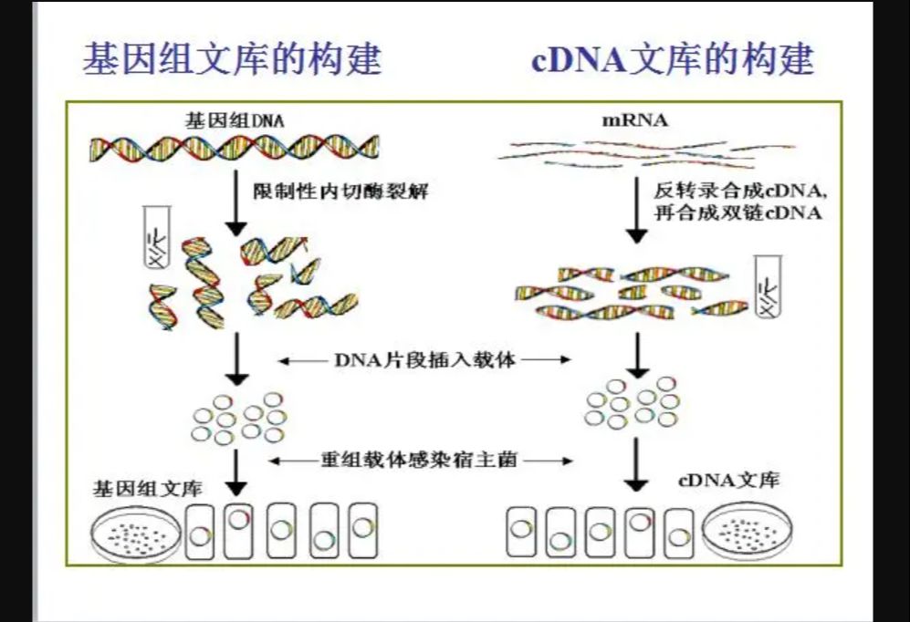 基因文库法 cDNA文库和基因组文库的区别 基因工程目的基因的获取方法:PCR扩增、基因文库法、人工合成法 2024高考生物考前必看哔哩哔哩bilibili