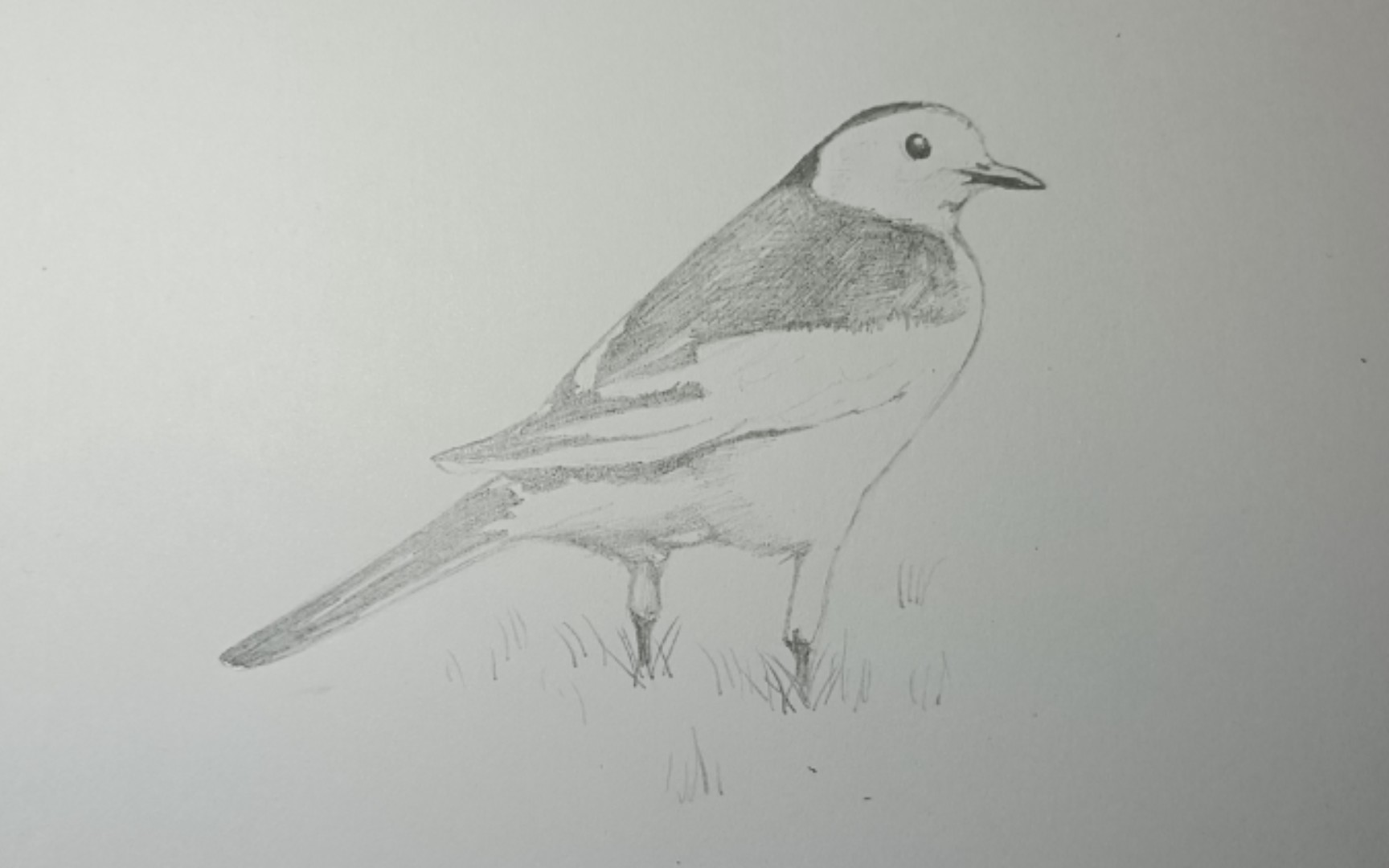 用30分钟画一只白鹡鸰