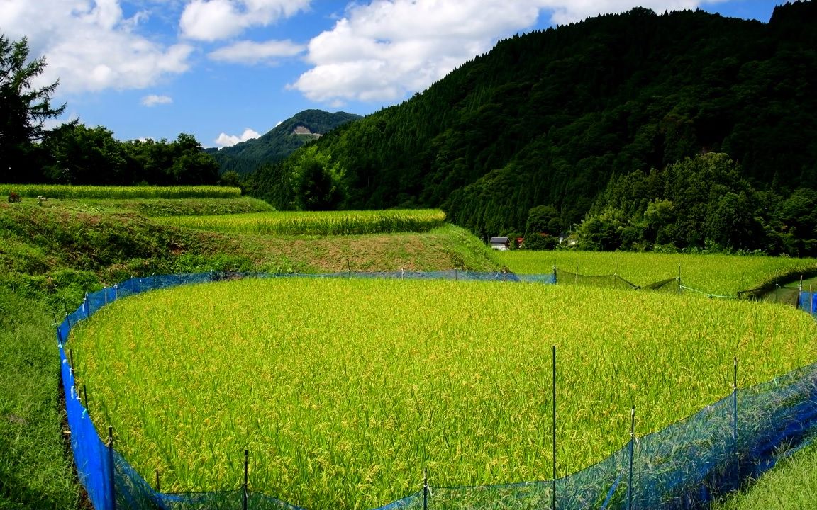 【超清日本】第一视角 初秋的信州里山梯田 2019.