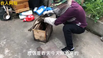 Descargar video: 家里的破蜂箱太旧了打算去扔掉了，结果意外发现里面住进一窝蜜蜂