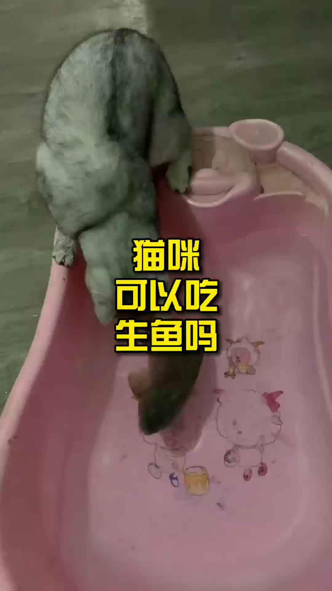 猫咪可以吃生鱼吗哔哩哔哩bilibili