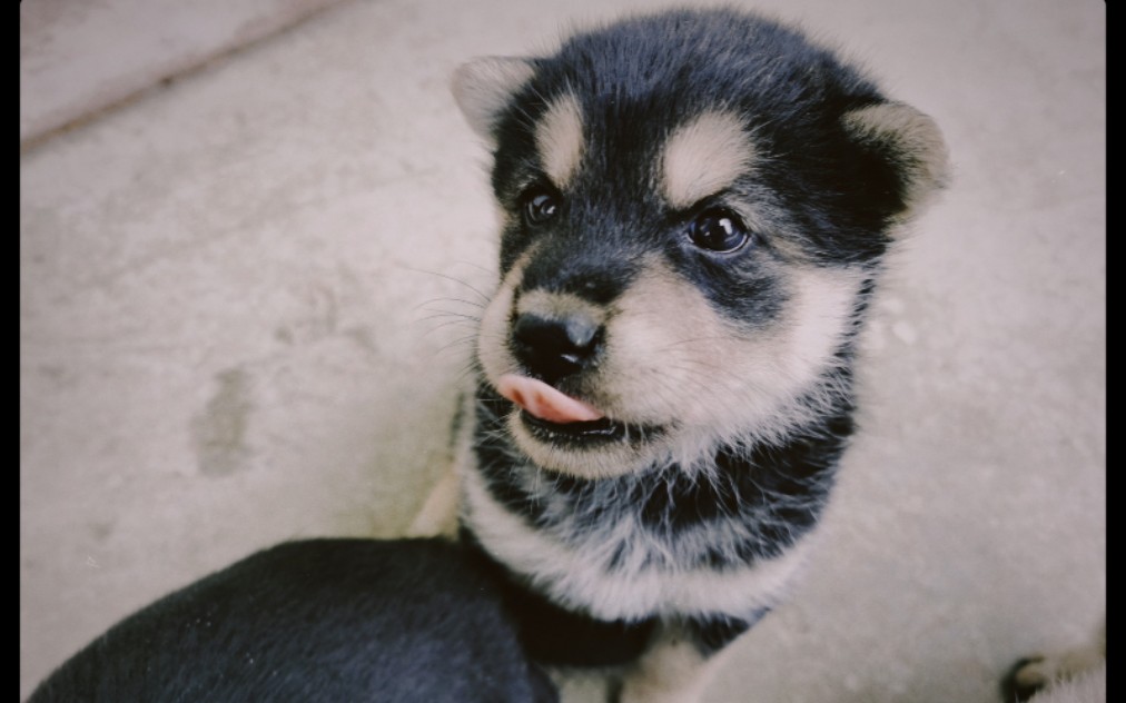 【狗狗四眼仔】小奶狗就爱舔舔舔