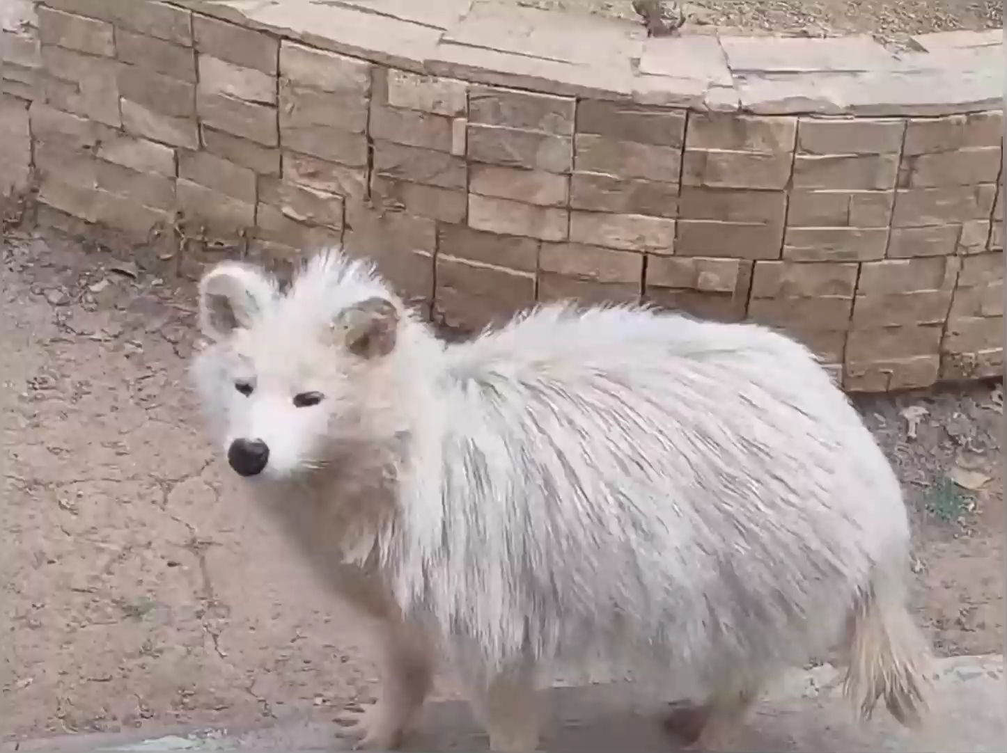 动物园里的那些山寨动物,一个比一个离谱,这门票没白买