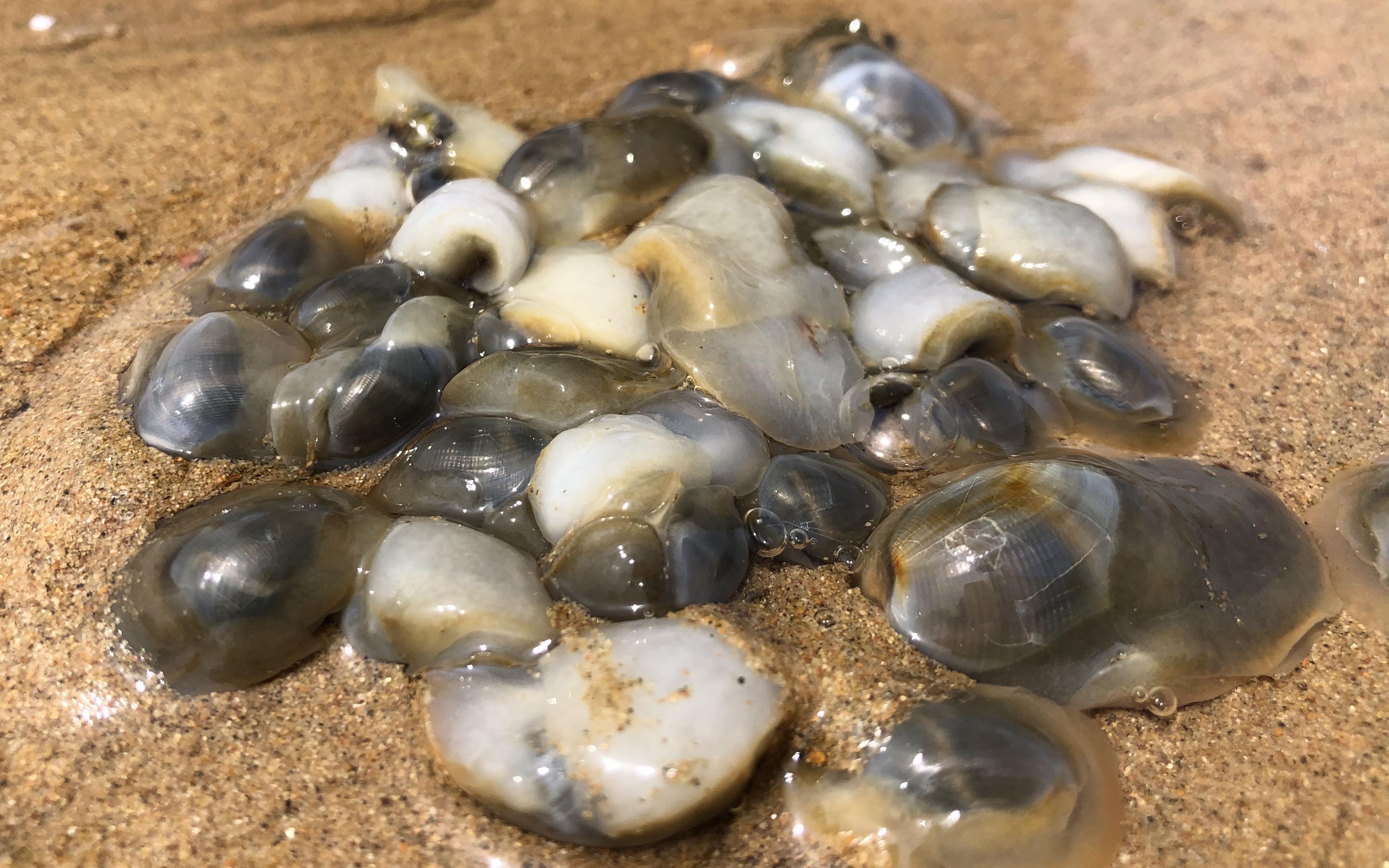 青岛有名的四小海鲜,数以万计的"泥螺"遍布整个滩涂,超级过瘾