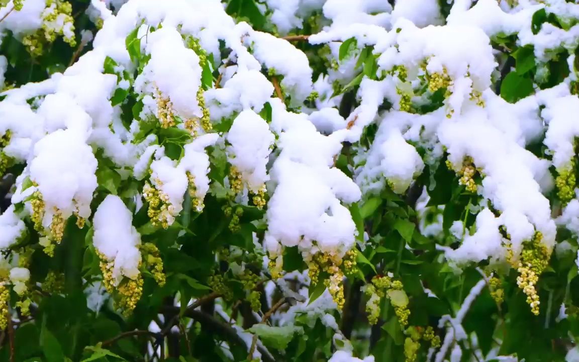 视频素材 ▏k305 4k分辨率唯美冬天冬季雪景雪山云海云雾白雪皑皑冰凌蓝天白云实拍视频素材哔哩哔哩bilibili