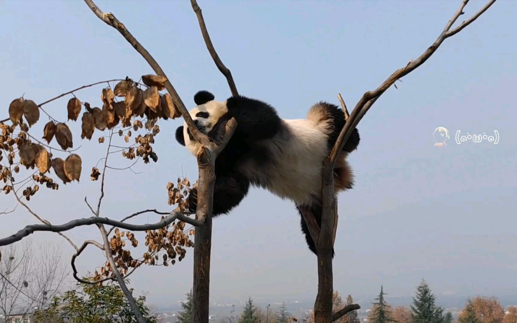 [图]【大熊猫小馨】小馨馨空中杂技，小短腿不够用，太可爱了