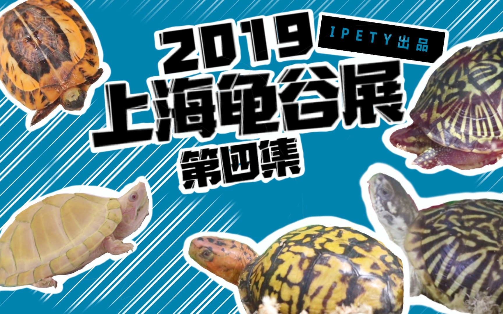 2019上海龟谷展&爬宠狂欢节(四)各种白化神龟和顶级箱龟
