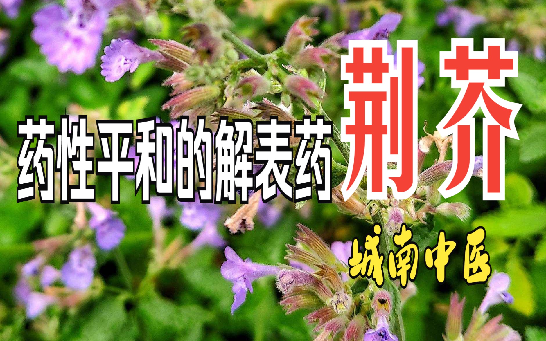 药性平和的荆芥——《中医中药精讲》,带用法、用量的中药讲解.哔哩哔哩bilibili