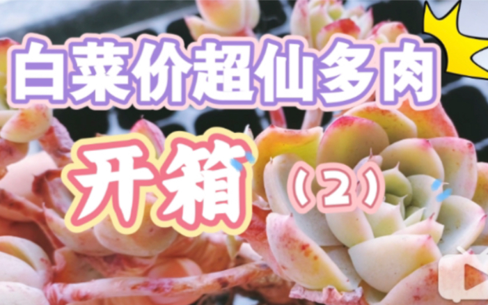 多肉开箱|1元小精控多肉,不种草算我输哔哩哔哩bilibili