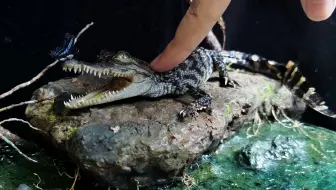我来扼住鳄鱼命运的后颈皮，你来抓它鼻子上的蝴蝶？