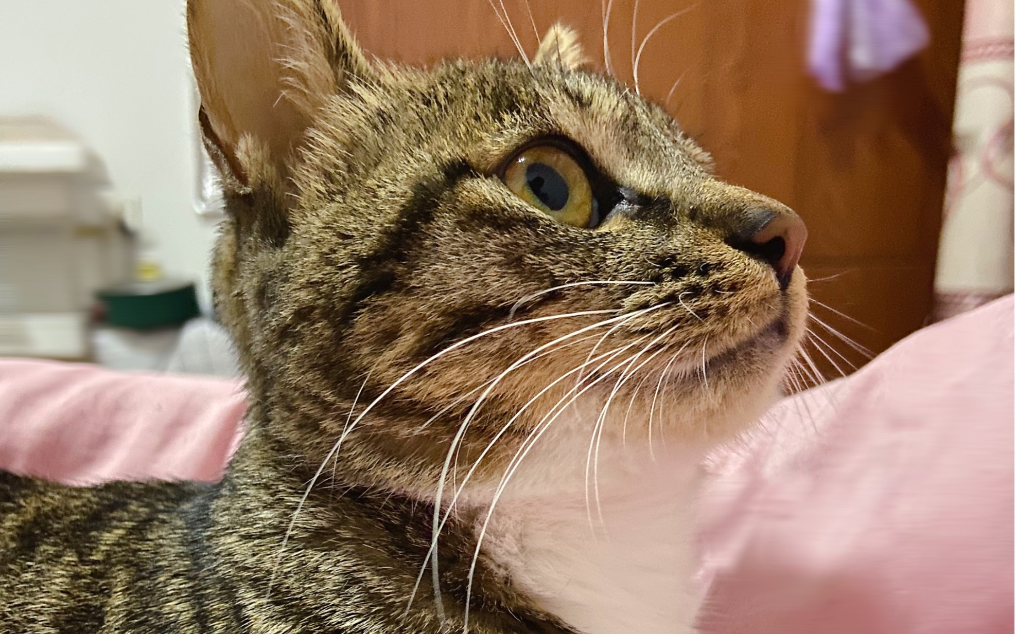 只能顺毛捋的猫