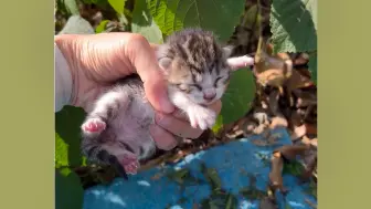 Video herunterladen: 时隔两年又捡小奶猫Day1｜这次是只没睁眼的小狸花，取名塞斑