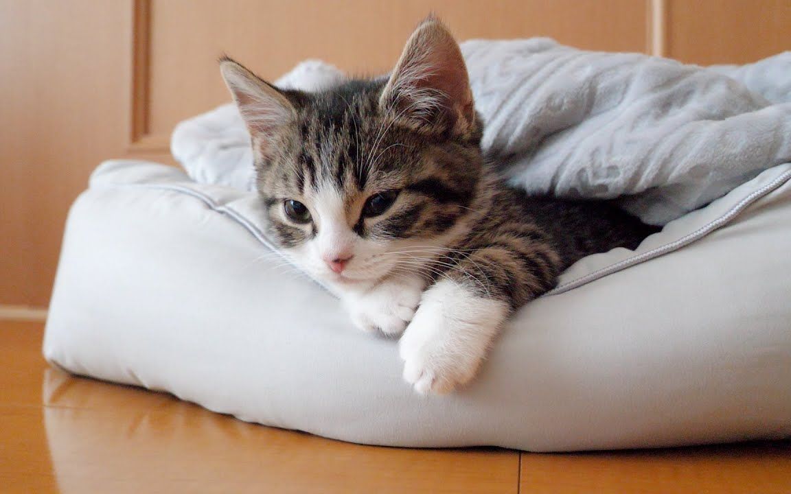 小猫咪在床上睡觉太可爱了