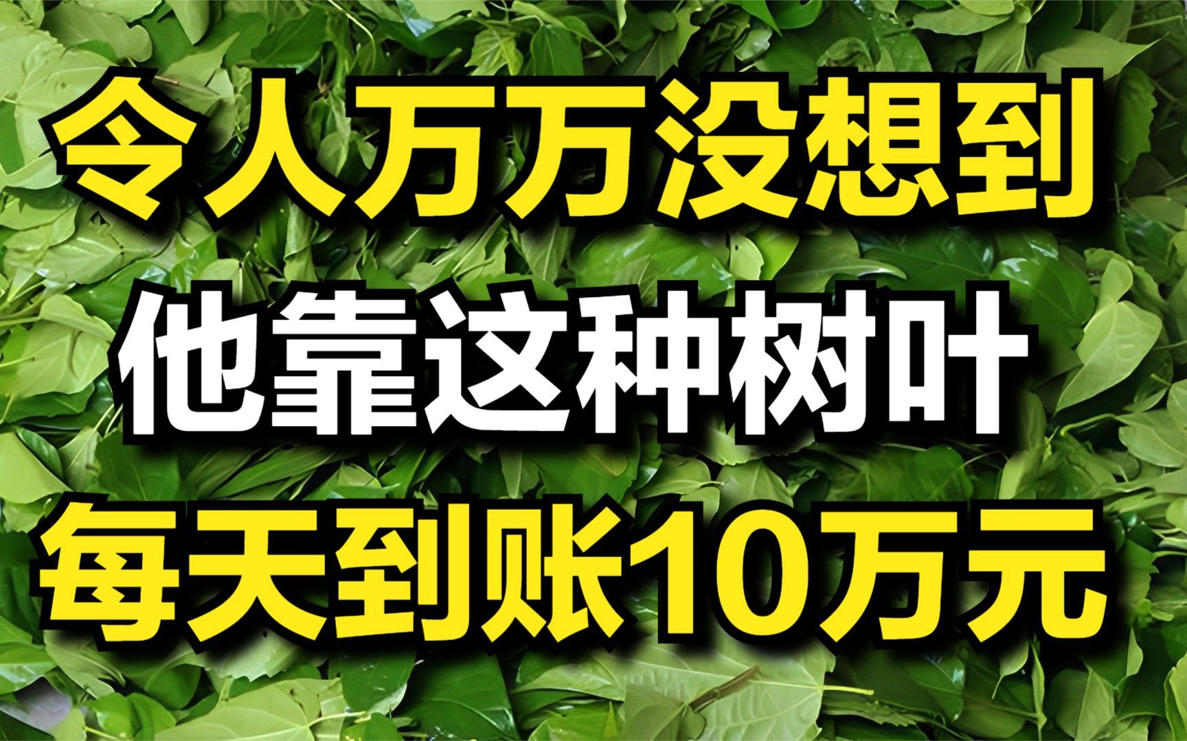 令人万万没想到,他靠这种树叶,每天银行卡上到账10万元!哔哩哔哩bilibili