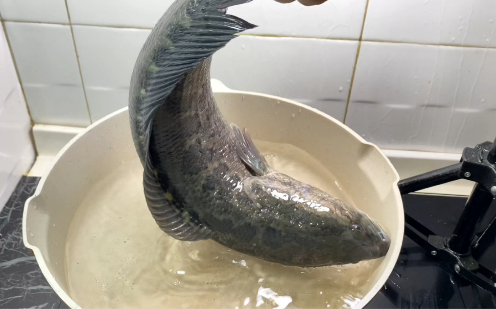 蛇鱼又滑又粘还不好收拾怎么办呢今天教你一招快速解决