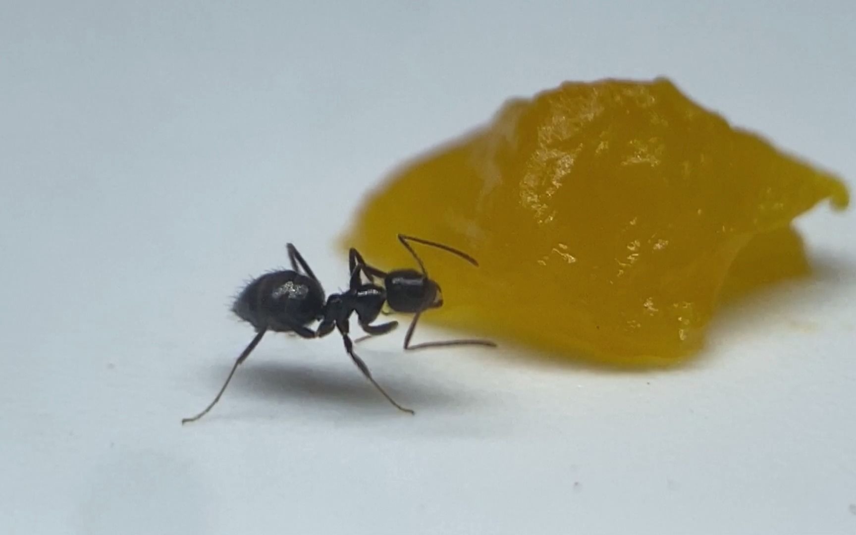 微距观察蚂蚁进食