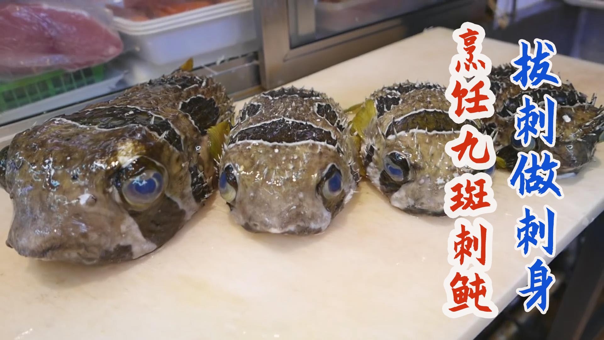日本厨师宰杀海刺猬九斑刺鲀用镊子拔刺取皮做刺身