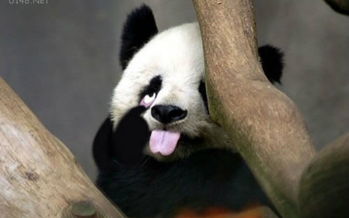 大熊猫傻缺搞笑卖萌集锦(四)_哔哩哔哩 (゜-゜)つロ 干杯~-bilibili