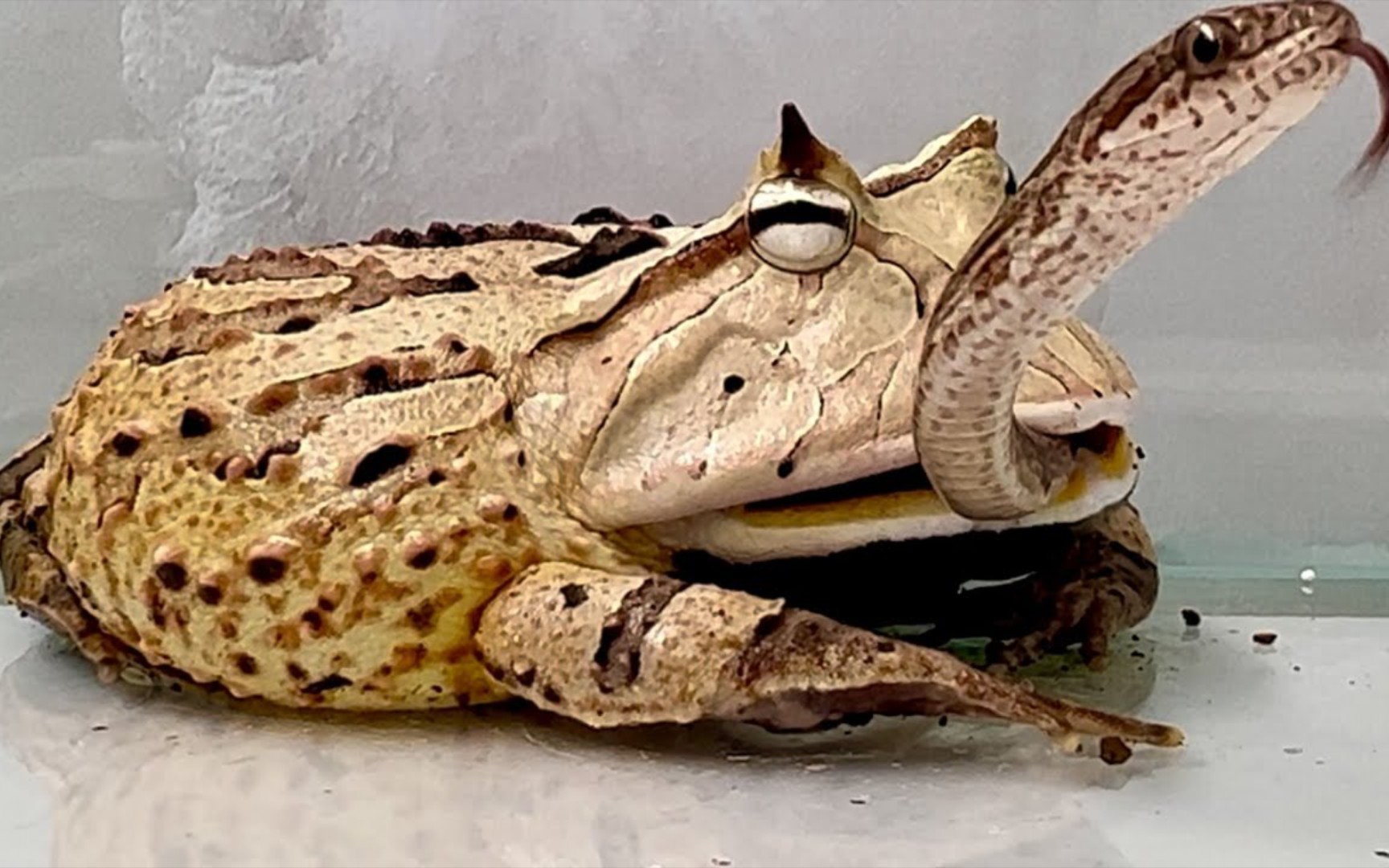 生活在亚马逊的青蛙很强壮