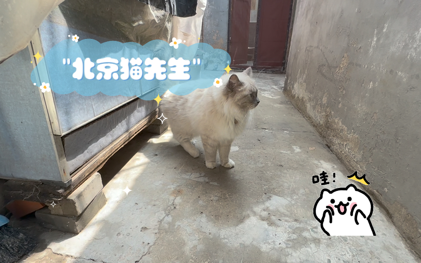 北京猫先生哔哩哔哩bilibili