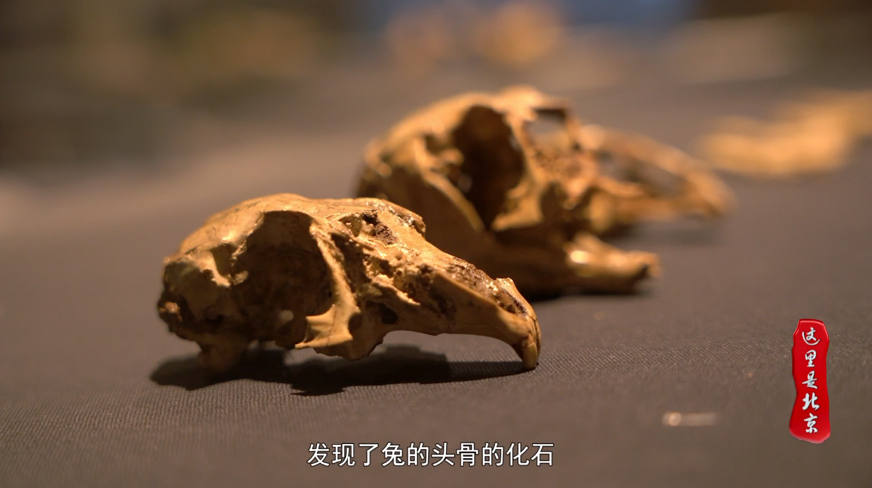 大咖说兔:三万年前的兔子头骨化石上为什么都有穿孔?