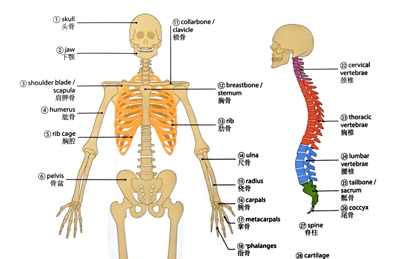 【dk英语10000词#03肌肉和骨骼#3.3骨架skeleton