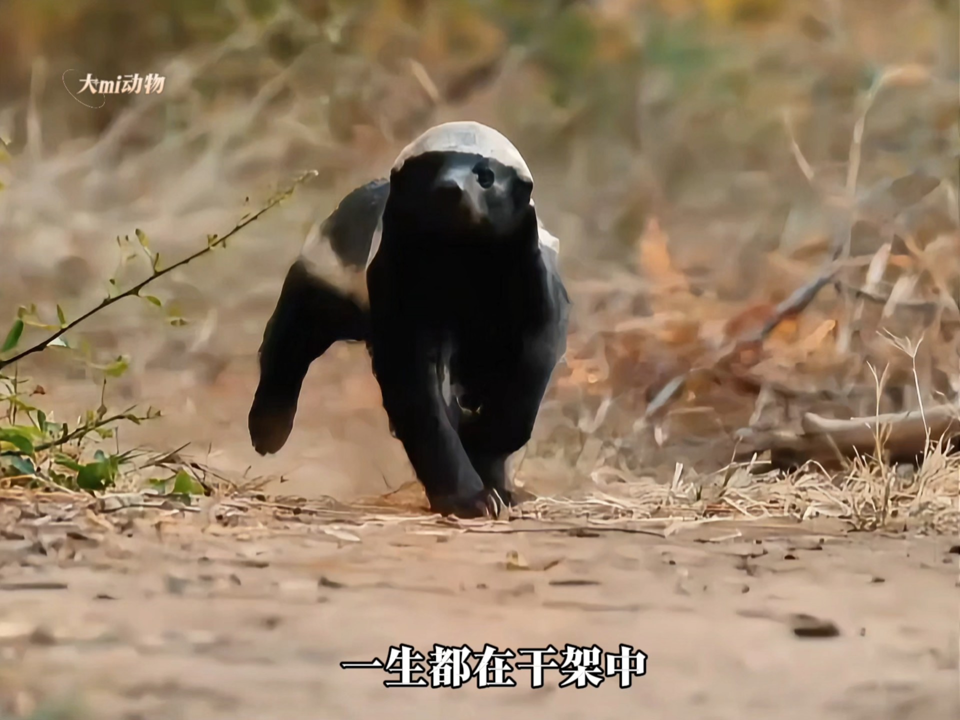 平头哥蜜獾不服就干