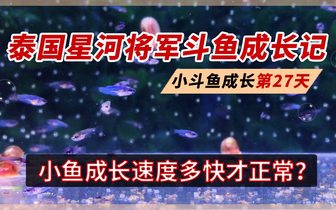 小斗鱼成长速度多快算正常?泰国斗鱼带苗记录:斗鱼苗成长第27天哔哩哔哩bilibili