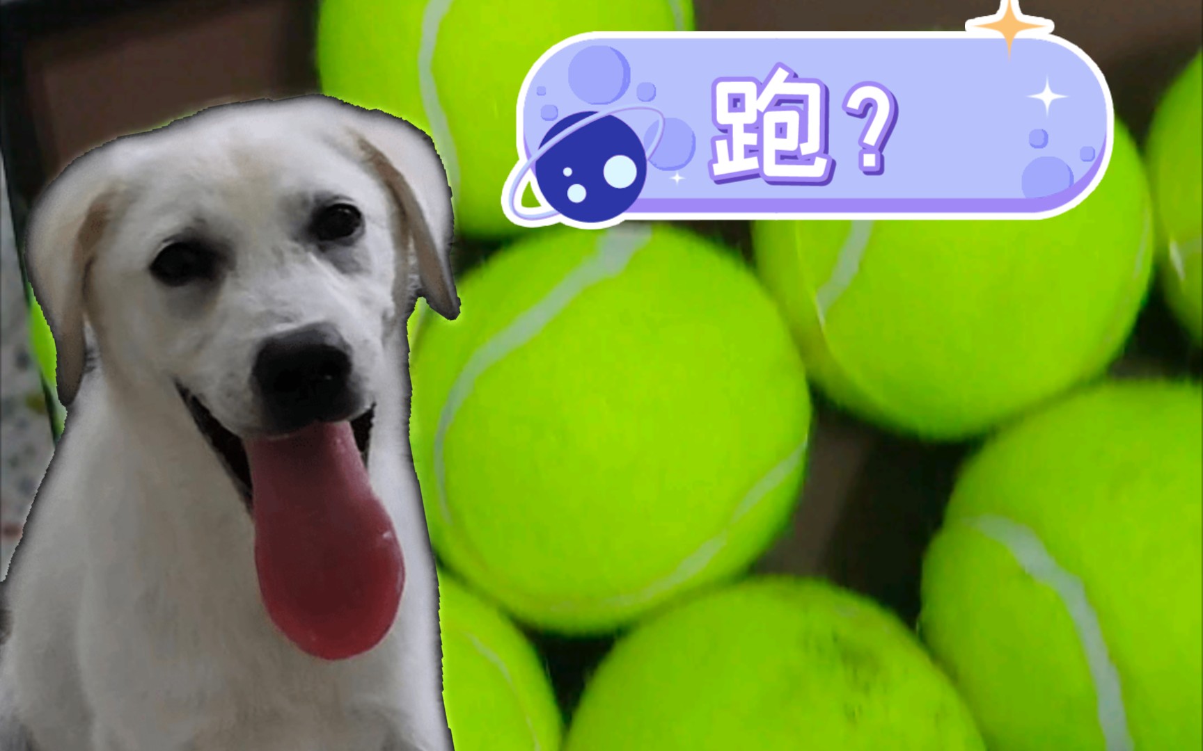 拉布拉多:我当时撒腿就跑