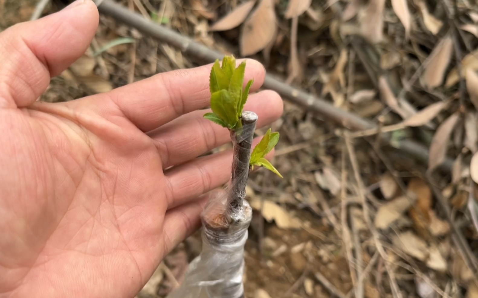 當年移栽的果樹當年嫁接可以活嗎?