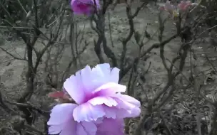 Tải video: 郑州公园内牡丹竟然在霜降季节开花了 专家：牡丹以为春天来了