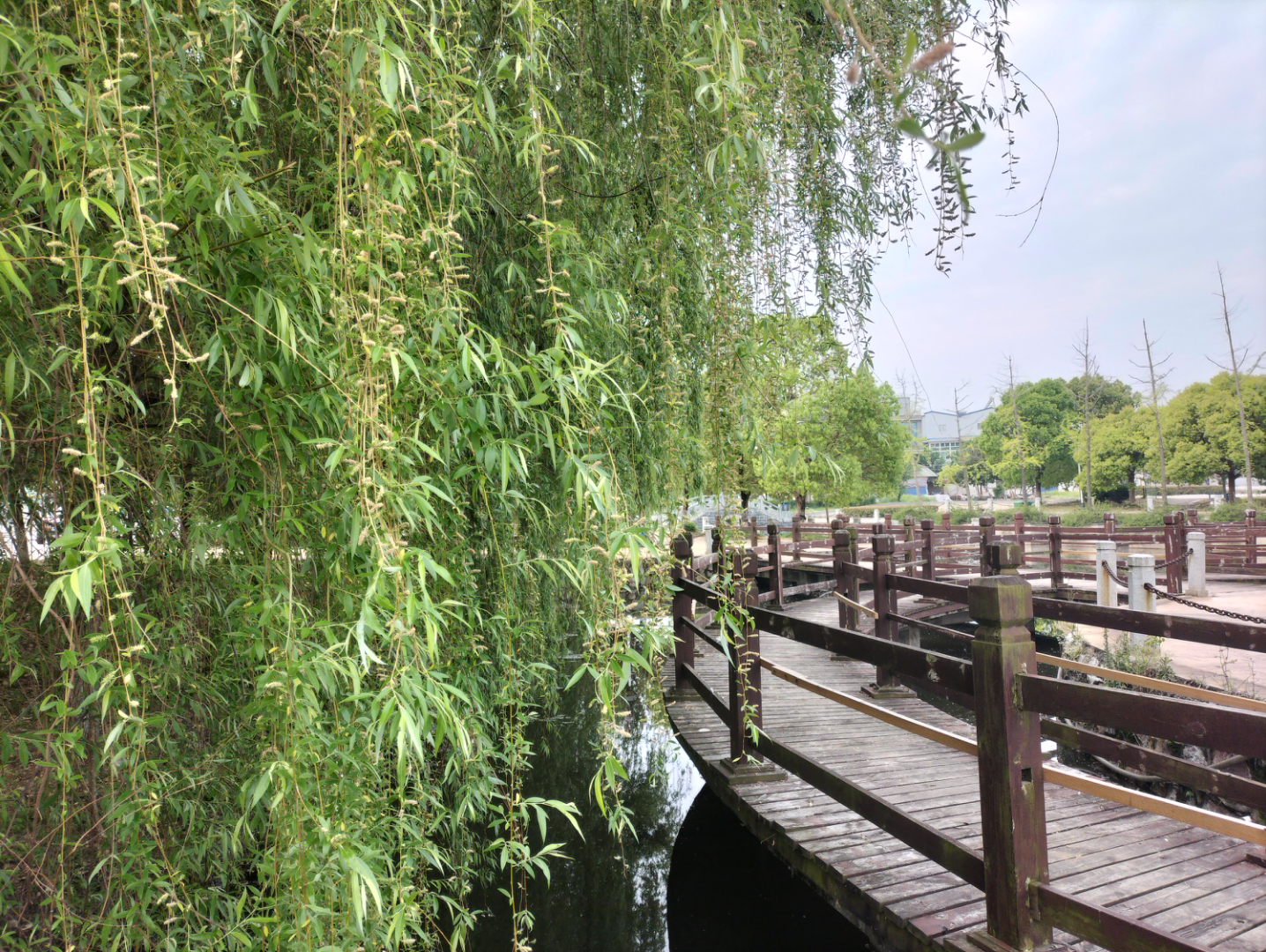 蓼花洲的春天风景