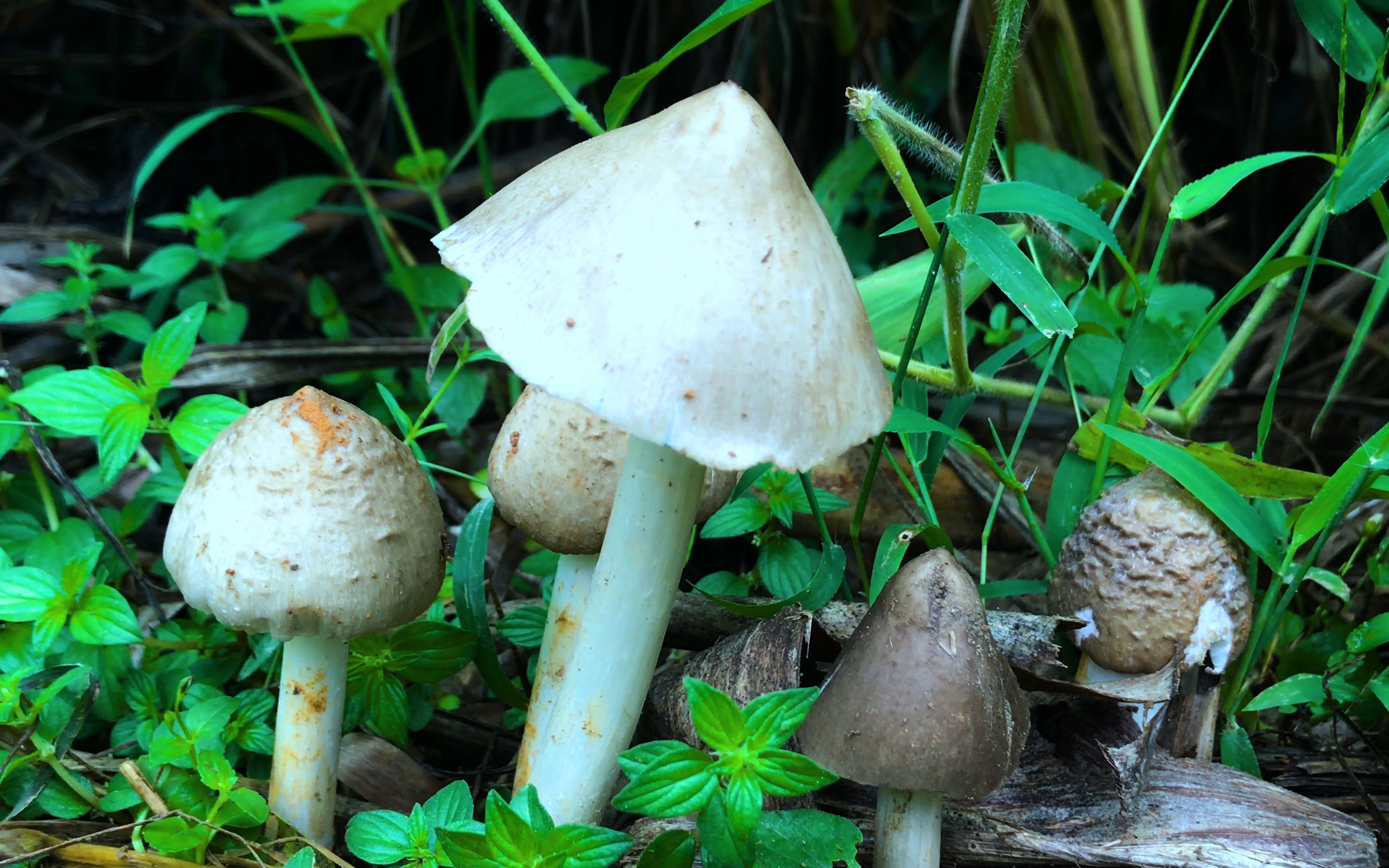 姑娘发现一窝鸡枞菌有口福了,听说价格昂贵,你哪里卖多少钱呢?