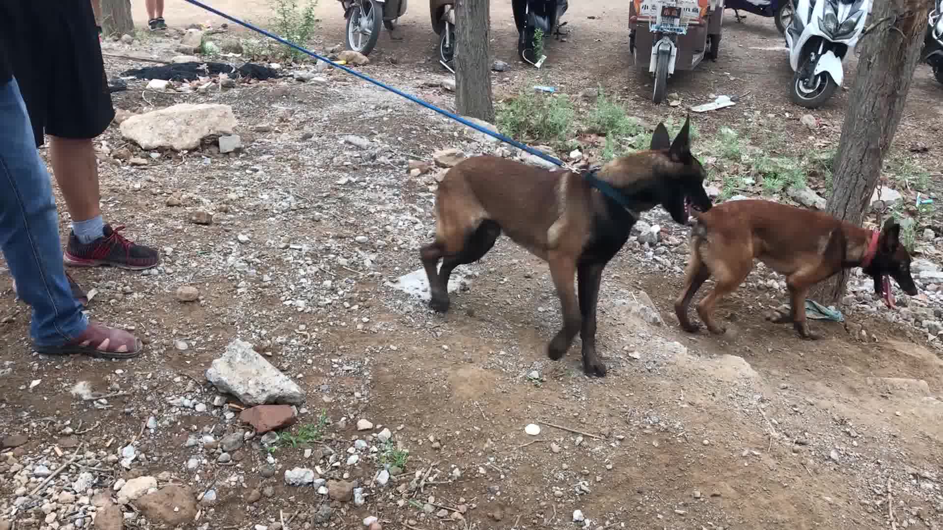 为何很多人都爱养马犬?相信你看到马犬的兴奋度后,也会爱上它哔哩哔哩bilibili