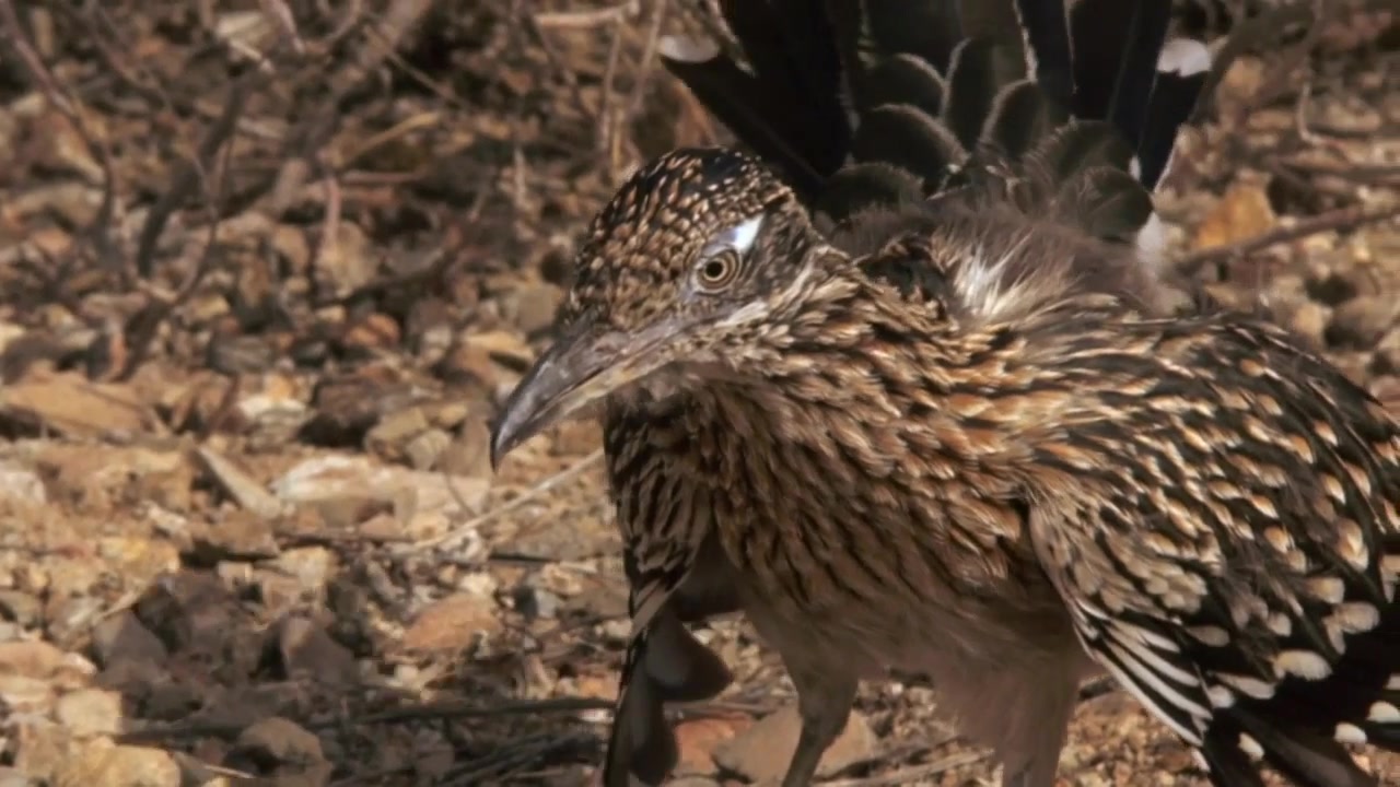 勇敢的路之奔跑者走鹃猎杀响尾蛇