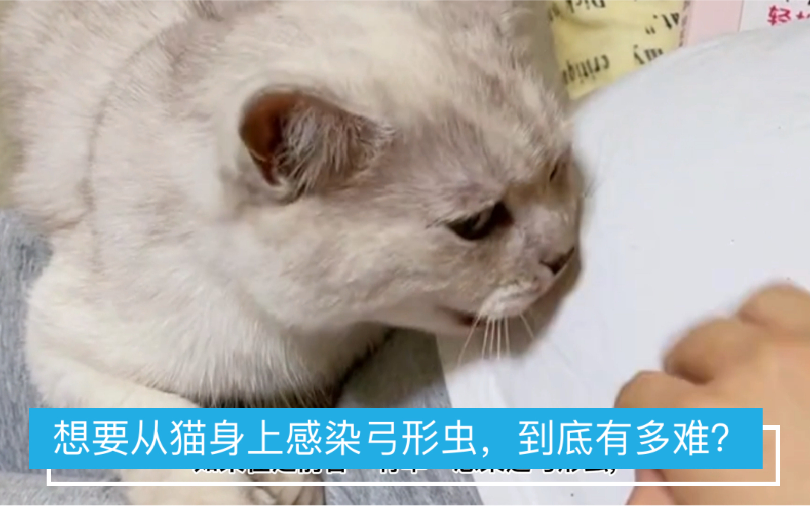 人想要从猫身上感染弓形虫究竟有多难?哔哩哔哩bilibili